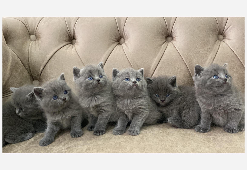 british-shorthair-cinsi-yavrularimiz-icin-ulasabilirsiniz-big-3