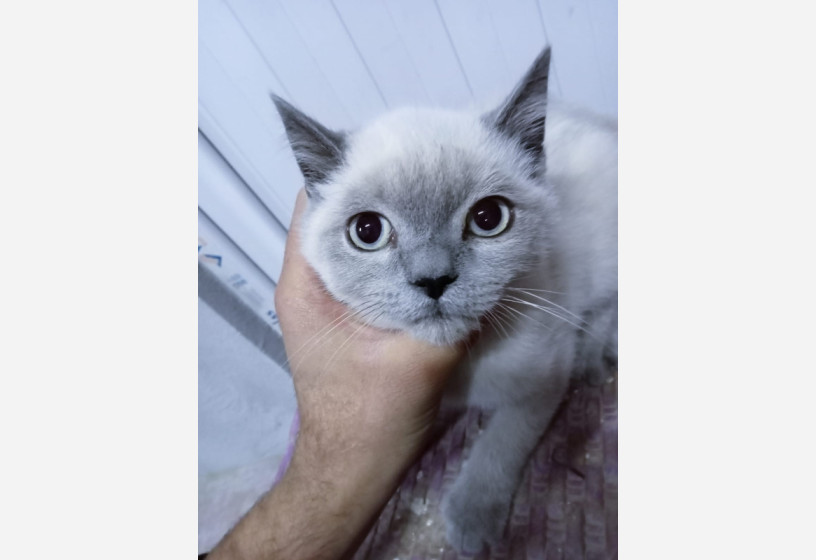 muhtesem-guzelliktesilver-point-british-shorthair-yavrumuz-big-0