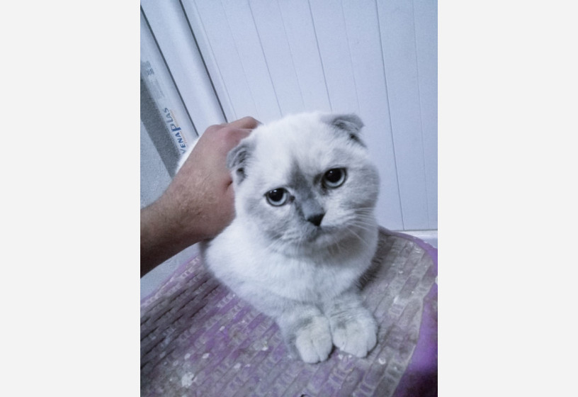 muhtesem-guzellikte-silver-point-scottish-fold-yavrumuz-big-1