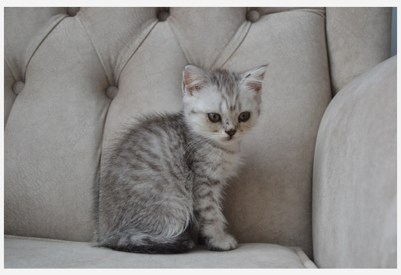 british-silver-shorthair-big-4