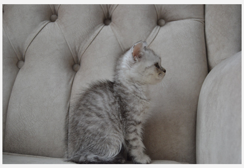 british-silver-shorthair-big-3