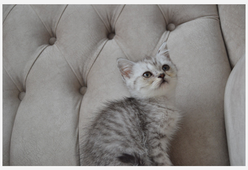 british-silver-shorthair-big-0