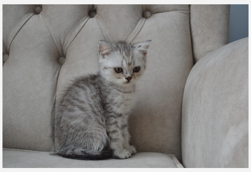 british-silver-shorthair-big-1