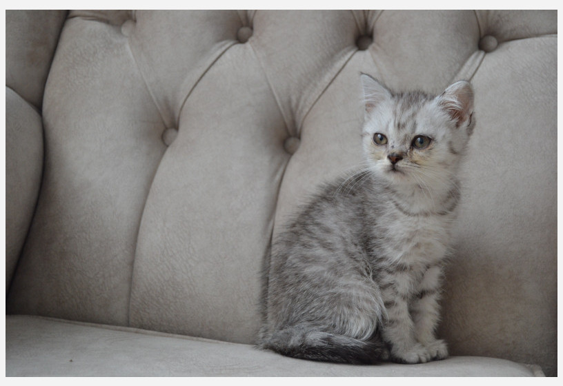 british-silver-shorthair-big-2