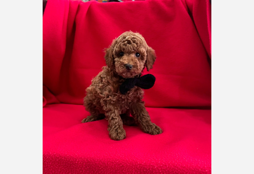 safkan-toy-poodle-yavrularimiz-big-0