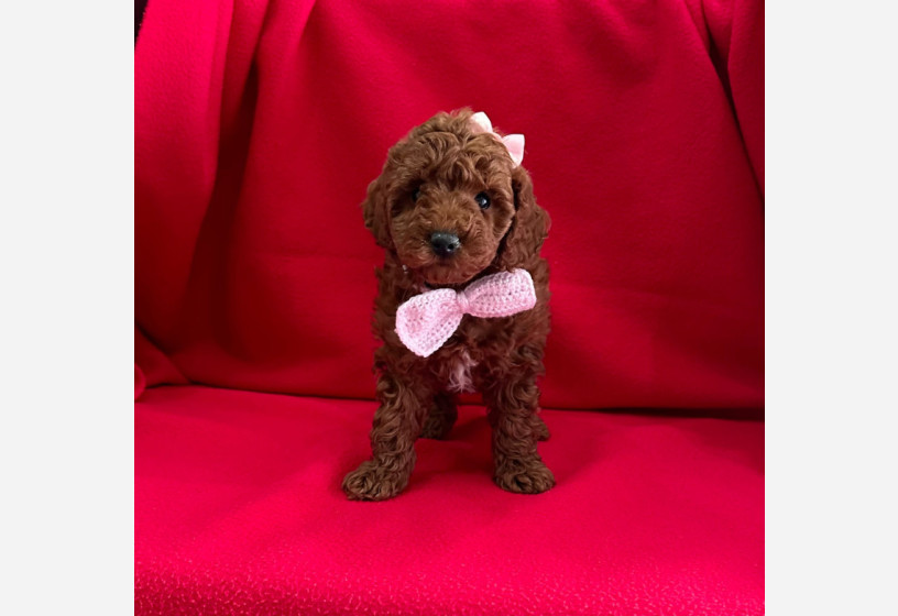 safkan-toy-poodle-yavrularimiz-big-2