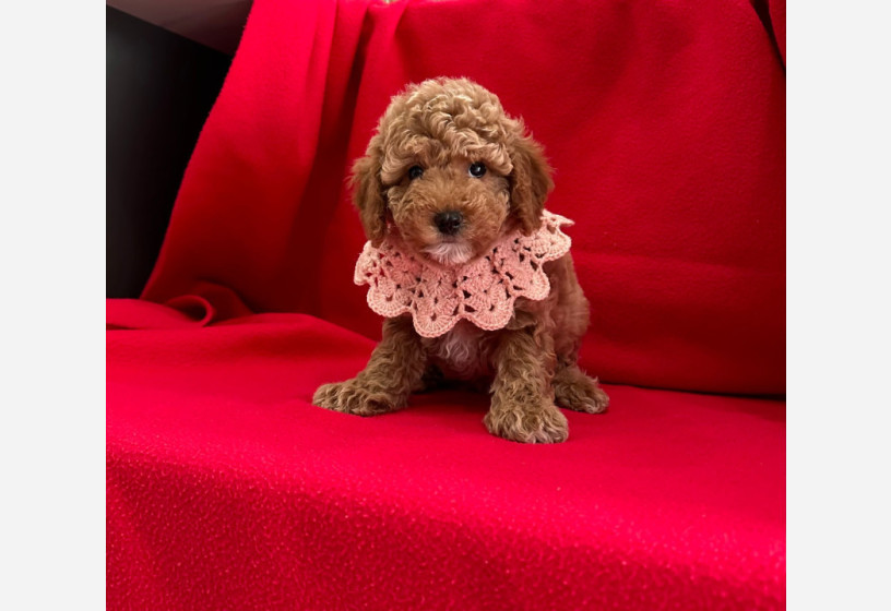 safkan-toy-poodle-yavrularimiz-big-1