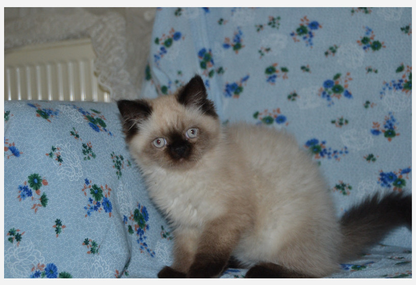 british-shorthair-blackpoint-yavrularimiz-big-1