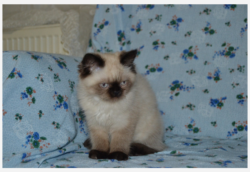 british-shorthair-blackpoint-yavrularimiz-big-6