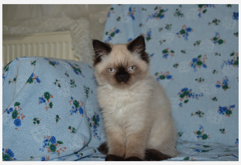 british-shorthair-blackpoint-yavrularimiz-big-2