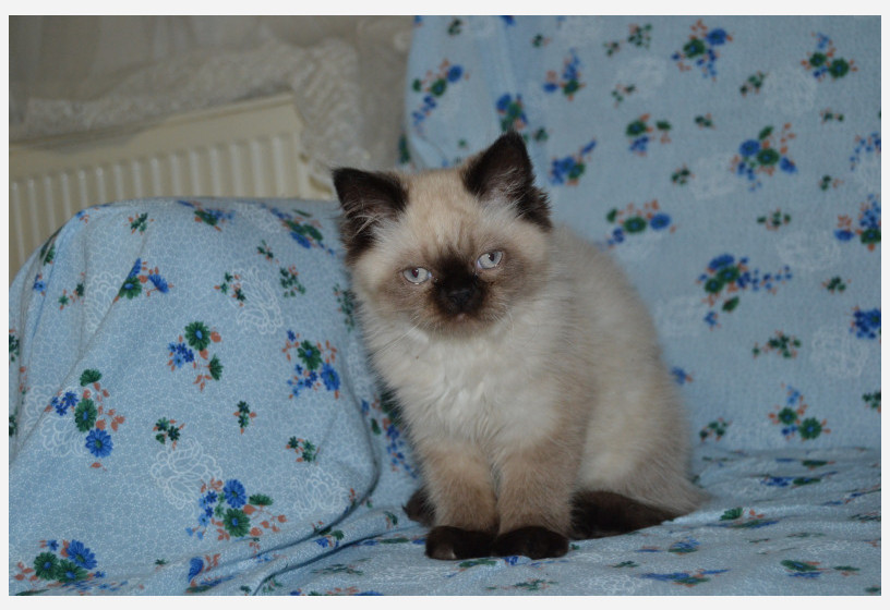 british-shorthair-blackpoint-yavrularimiz-big-7