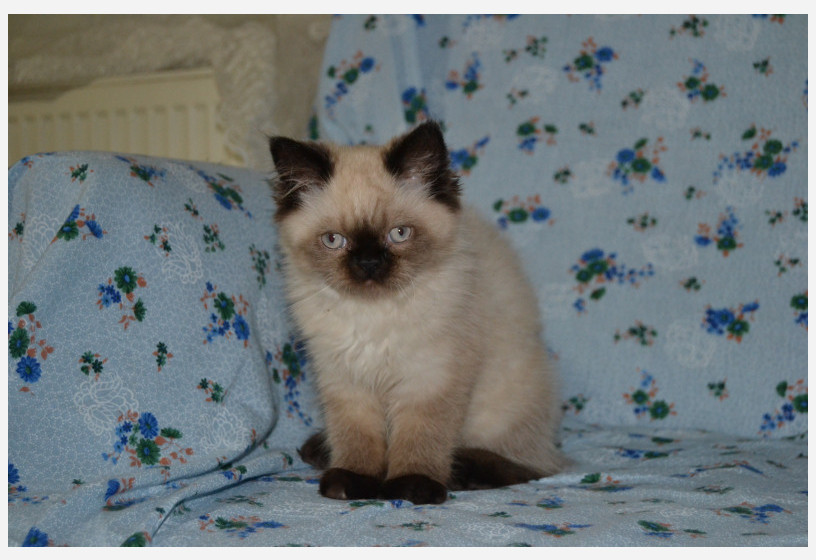 british-shorthair-blackpoint-yavrularimiz-big-5