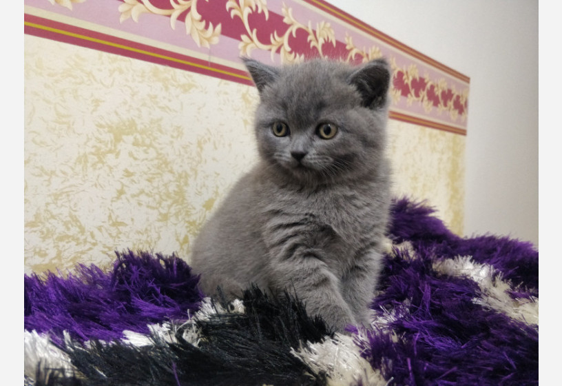 muhtesem-guzellikte-british-shorthair-yavrumuz-big-0