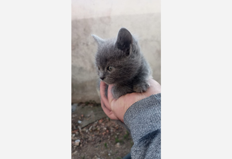 muhtesem-guzellikte-british-shorthair-yavrularimiz-big-2