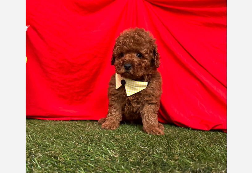 safkan-toy-poodle-yavrularimiz-big-1