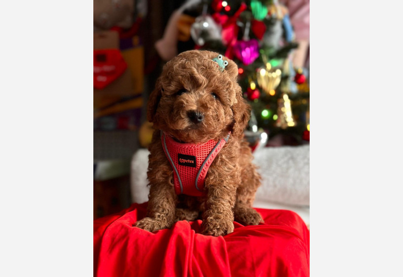 safkan-toy-poodle-yavrularimiz-big-3