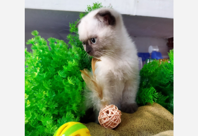 muhtesem-guzellikte-scottish-fold-yavrularimiz-big-0