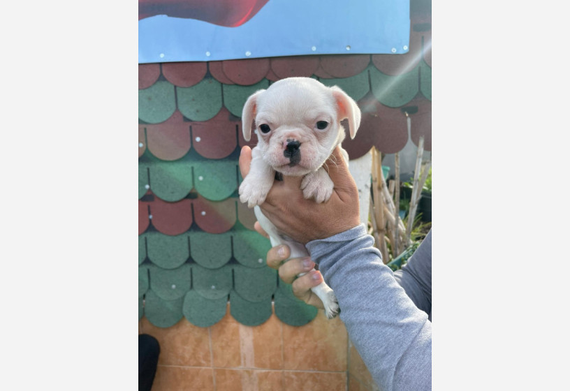 muhtesem-guzellikte-french-bulldog-yavrumuz-big-0