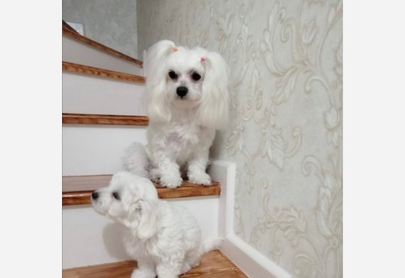 maltese-terrier-big-0