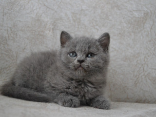 British Shorthair yavrular