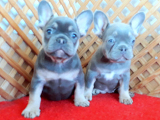 LİLAC AND TAN PLATİNUM FRENCH BULLDOG YAVRULAR