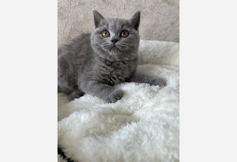 british-shorthair-big-5