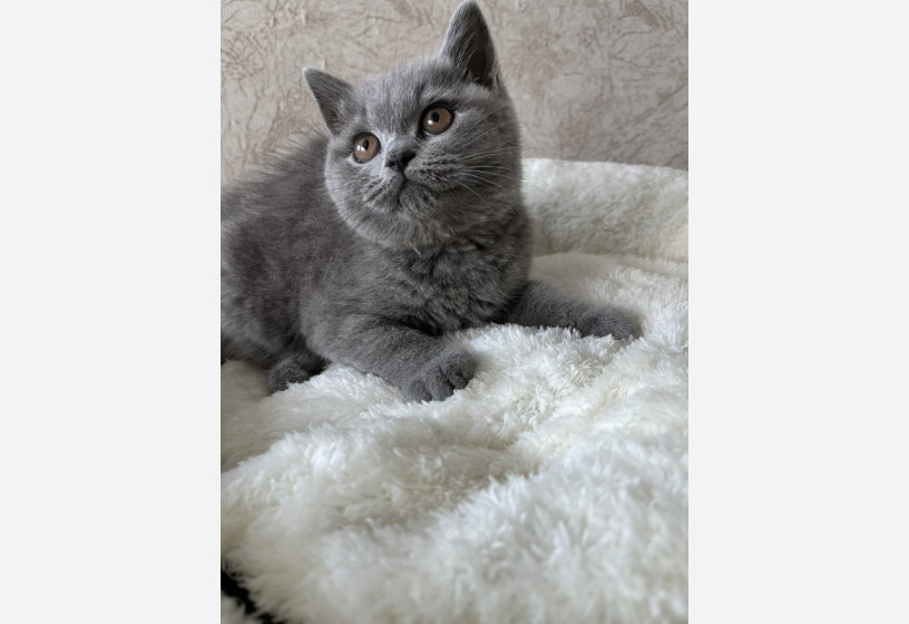 british-shorthair-big-4