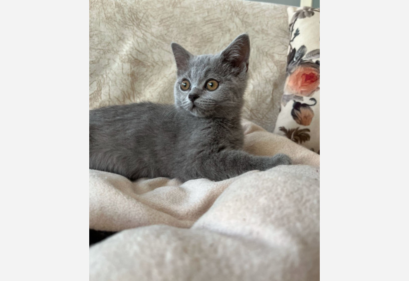 british-shorthair-big-7