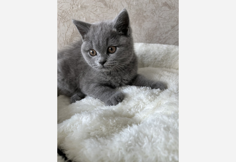 british-shorthair-big-3