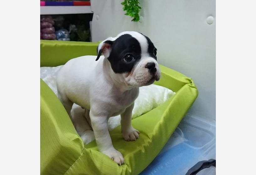 muhtesem-guzellikte-french-bulldog-yavrumuz-big-0