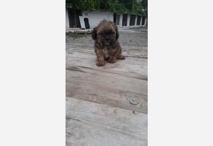 safkan-a-kalite-morkie-bebekler-big-2