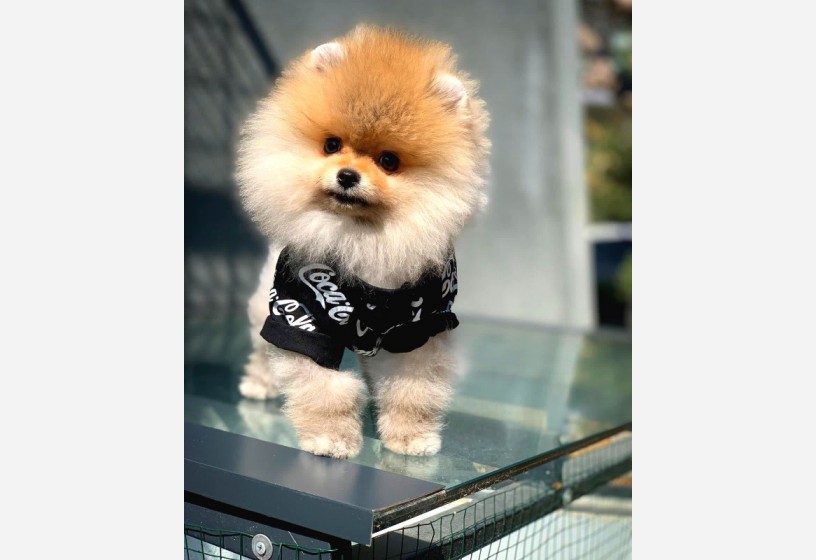 orjinal-pomeranian-boo-yavrularimiz-big-0