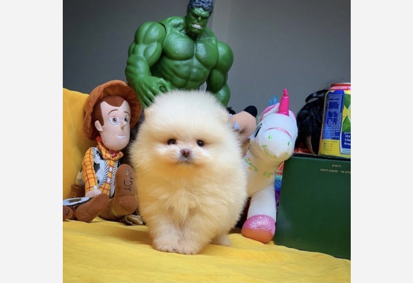 orjinal-pomeranian-boo-yavrularimiz-big-0