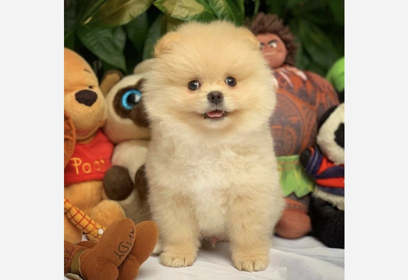 orjinal-pomeranian-boo-yavrularimiz-big-0