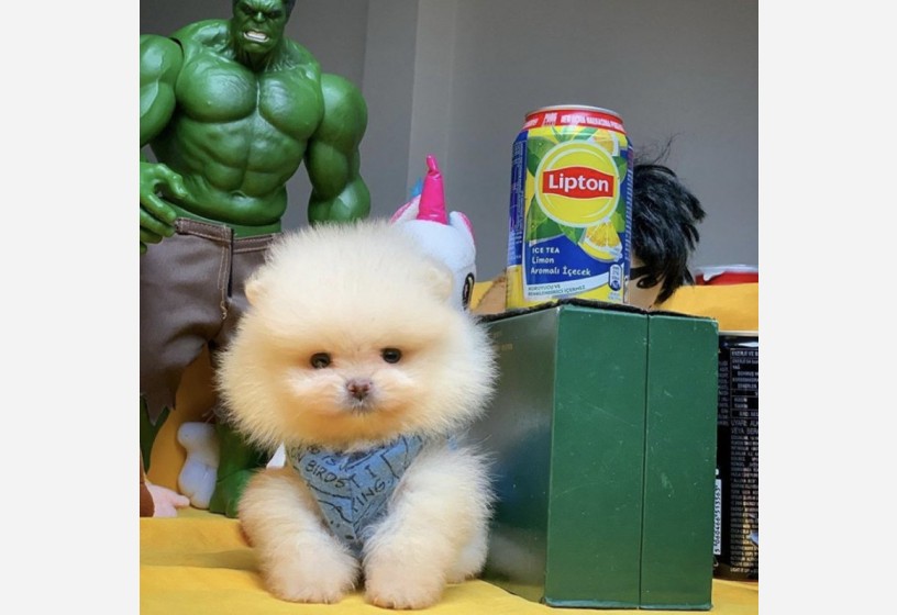 orjinal-pomeranian-boo-yavrularimiz-big-0