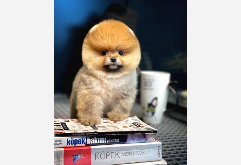 orjinal-pomeranian-boo-yavrularimiz-big-0