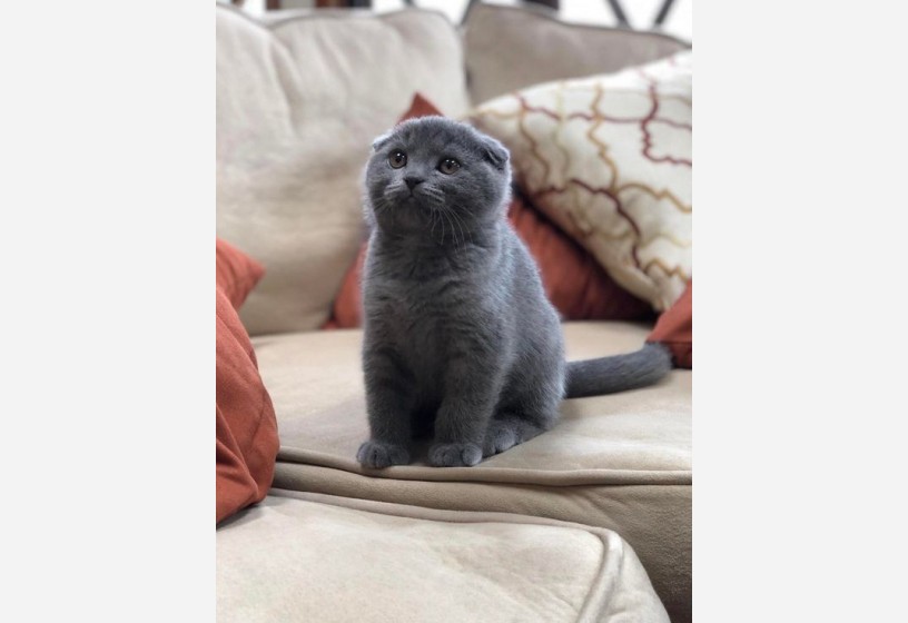 kaliteli-scottish-fold-bebeklerimiz-big-0