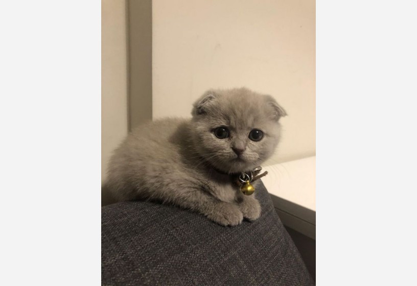 kaliteli-scottish-fold-bebeklerimiz-big-0