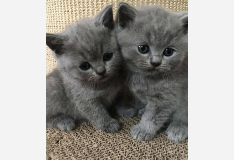 kaliteli-scottish-fold-bebeklerimiz-big-0