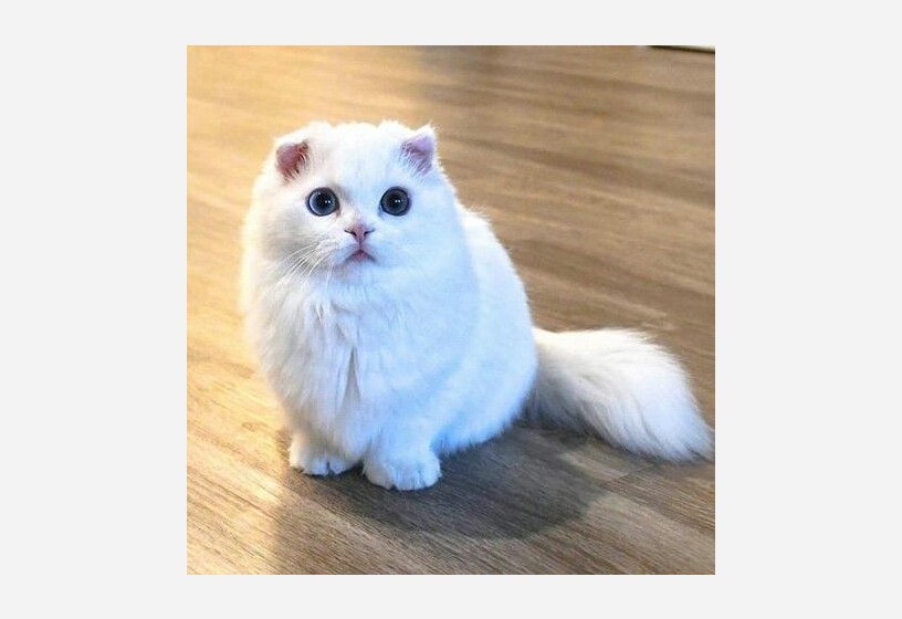 kaliteli-scottish-fold-bebeklerimiz-big-0