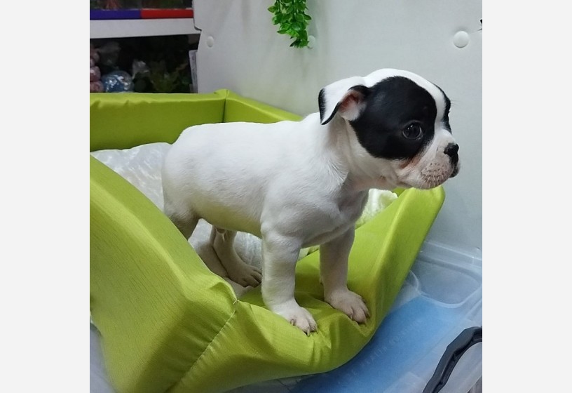 muhtesem-guzellikte-french-bulldog-yavrumuz-big-5