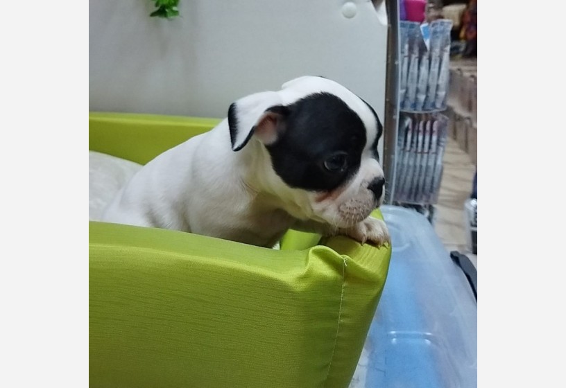 muhtesem-guzellikte-french-bulldog-yavrumuz-big-2