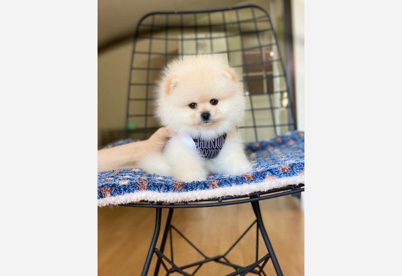 pomeranian-boo-teddy-face-erkek-yavrumuz-big-2