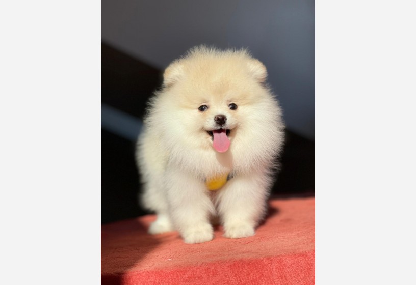 pomeranian-boo-teddy-face-erkek-yavrumuz-big-3