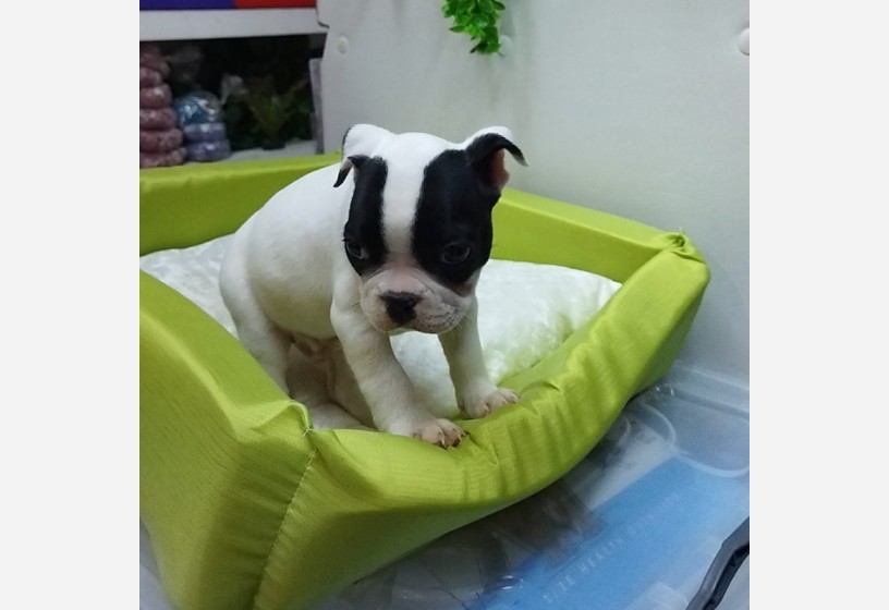 muhtesem-guzellikte-french-bulldog-yavrumuz-big-2