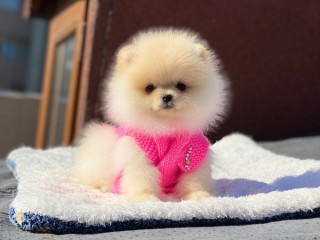 Pomeranian boo teddy face dişi yavrumuz