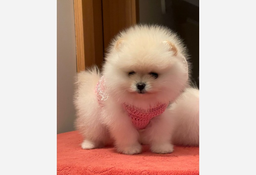 pomeranian-boo-teddy-face-disi-yavrumuz-big-1