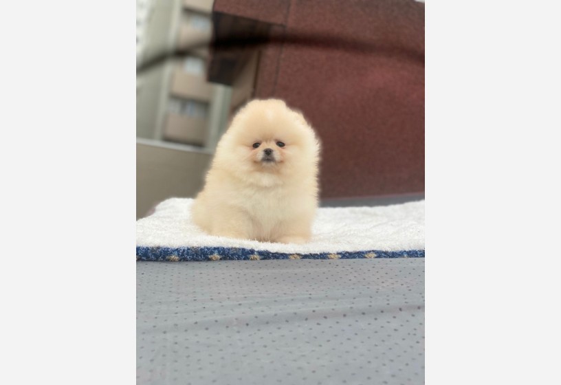 pomeranian-boo-teddy-face-disi-yavrumuz-big-2