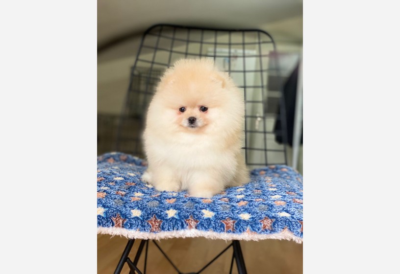 pomeranian-boo-teddy-face-erkek-yavrumuz-big-3