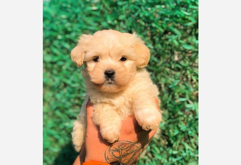 mix-irk-maltipoo-mini-boy-erkek-yavrumuz-big-1